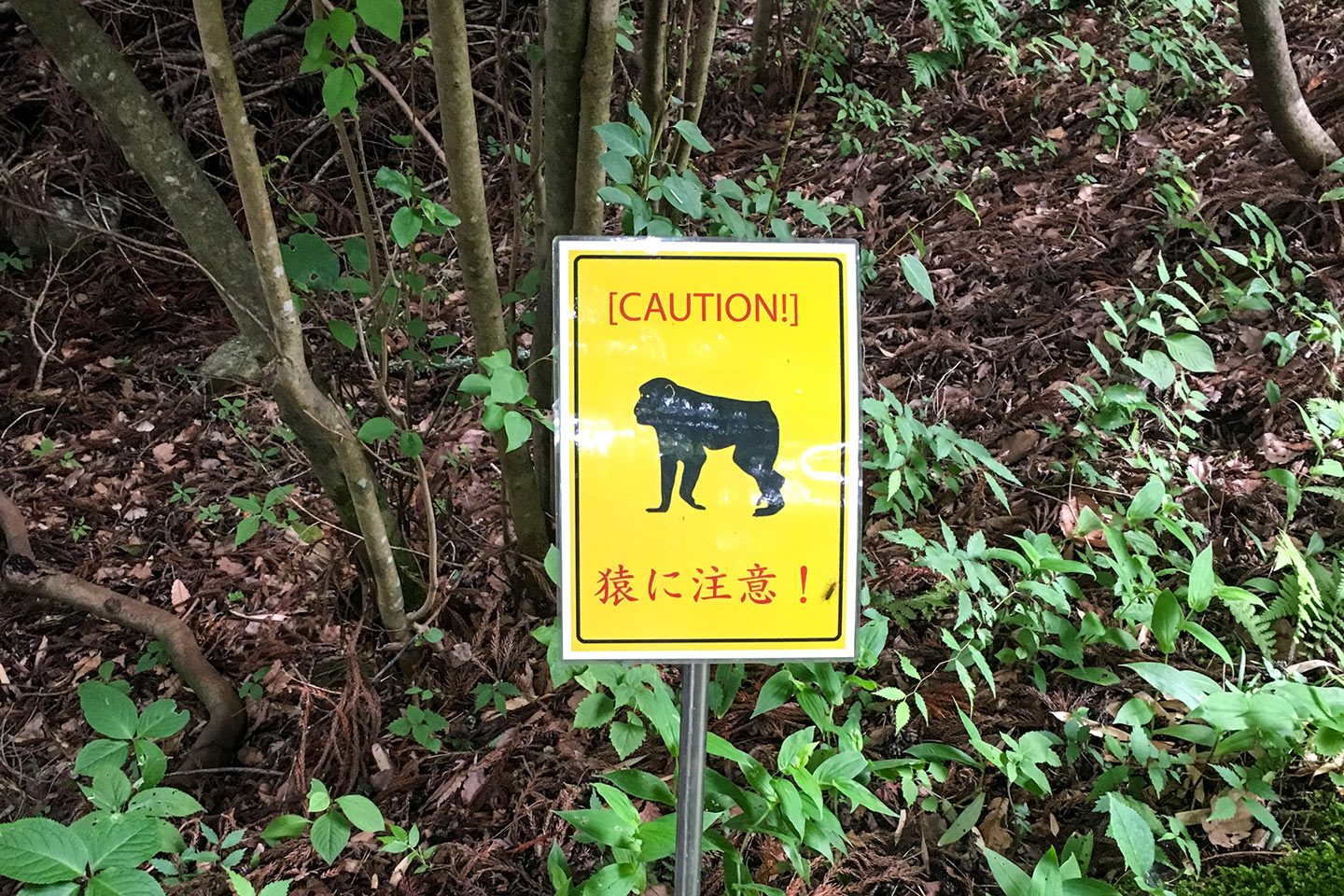 Caution! Monkeys!